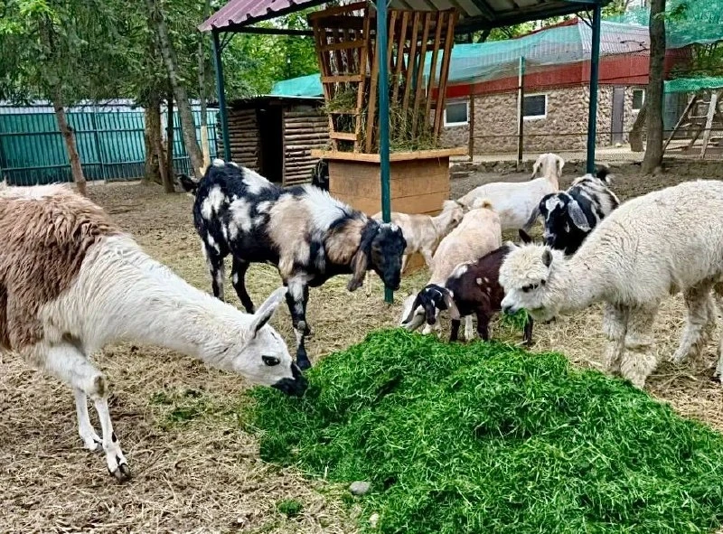 🌿 В тёплое время года обитатели симферопольского зооуголка с особым удовольствием лакомятся свежеско