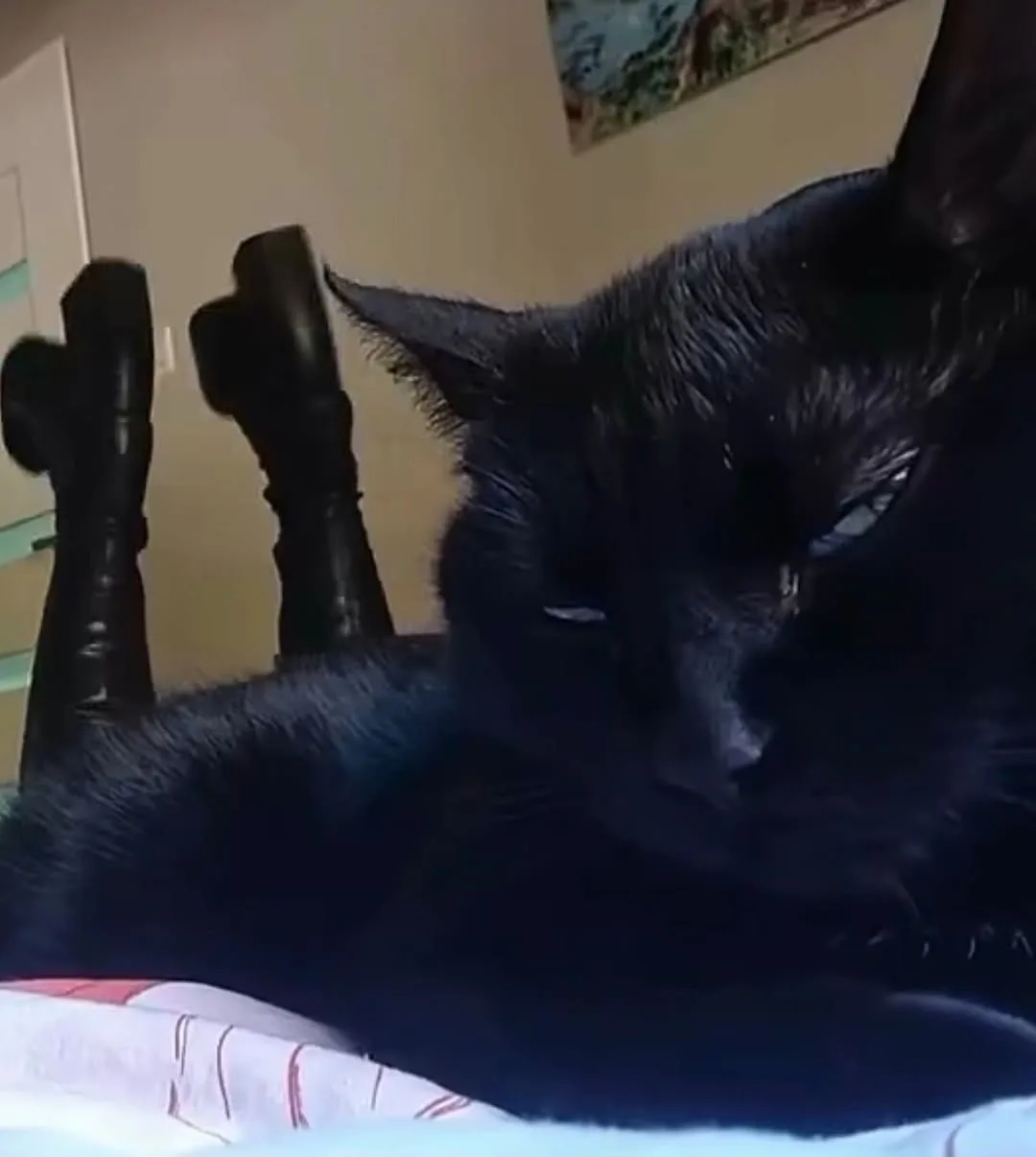 Котик дня - подпишись🐱