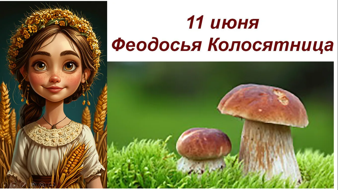 Также 11 июня в народном календаре называют «Федосья Колосяница». В этот день начинали ...