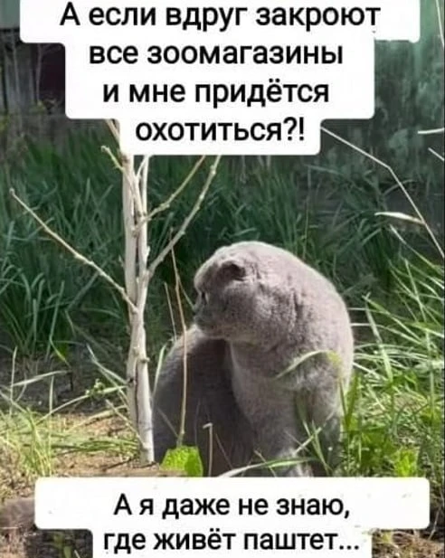 Боль городских котов 😀