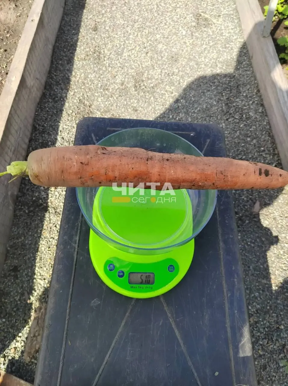 🍅 Дачные рекорды Забайкалья