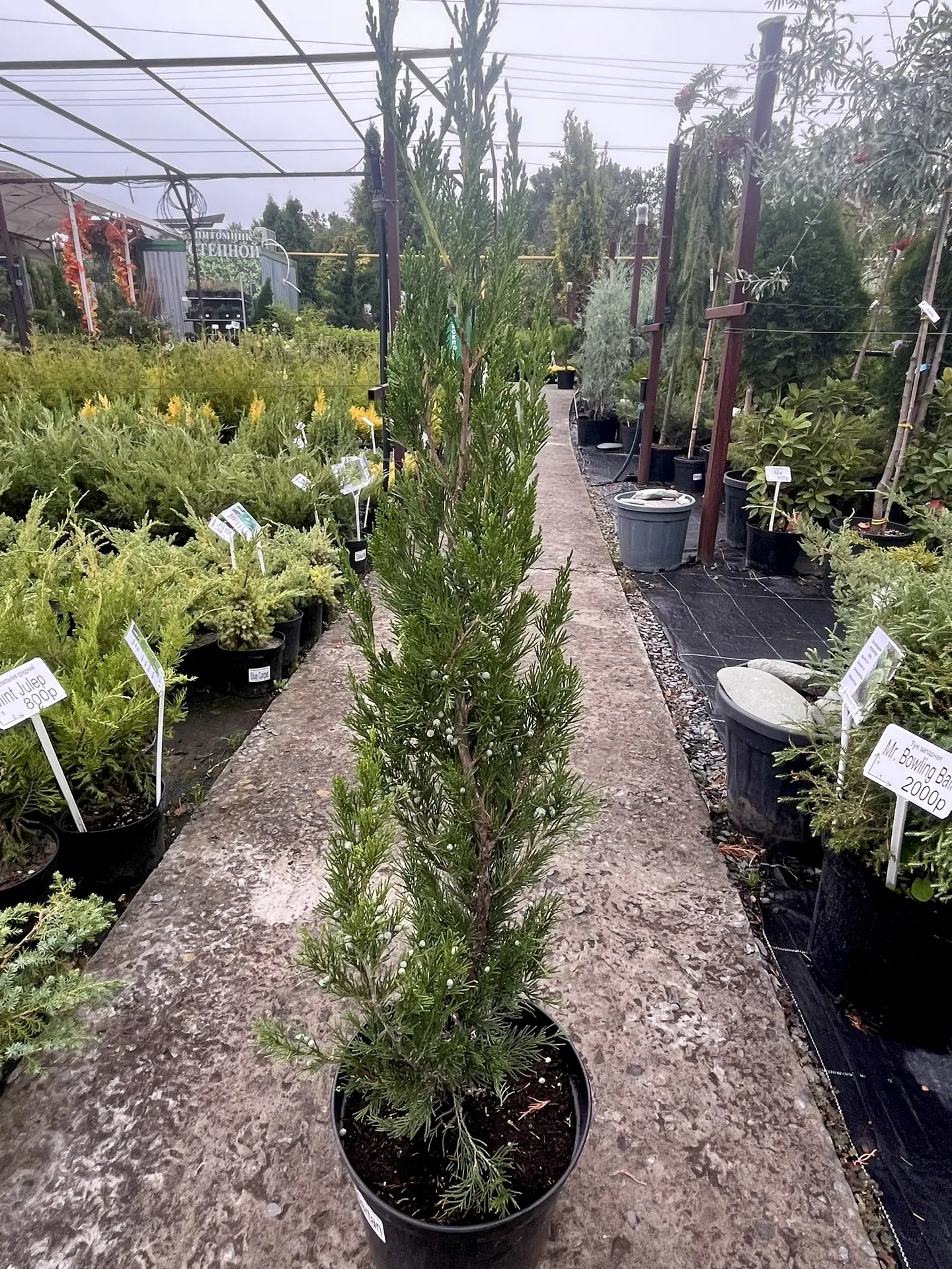 Можжевельник китайский Spartan💚🌿