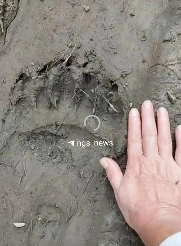 После гибели новосибирской туристки на Алтае действует комендантский час.