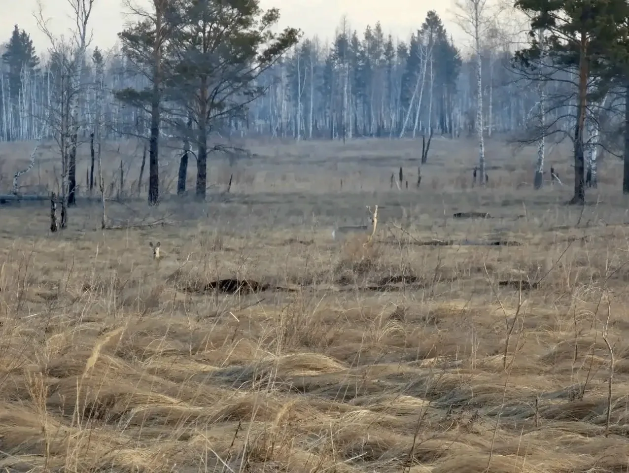 Косули в Анненском заказнике