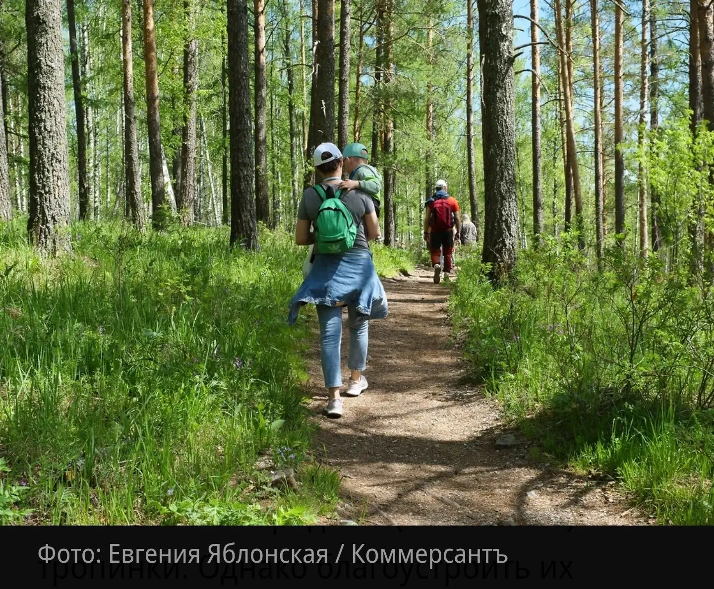 Госдума приняла поправки к Лесному кодексу. С 1 марта 2027 года в лесах можно будет официально обуст