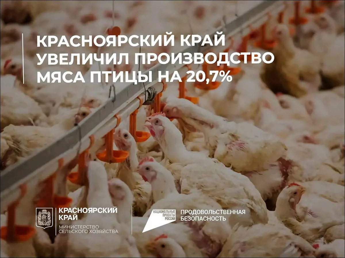 В Красноярском крае производство мяса птицы выросло на 20,7%