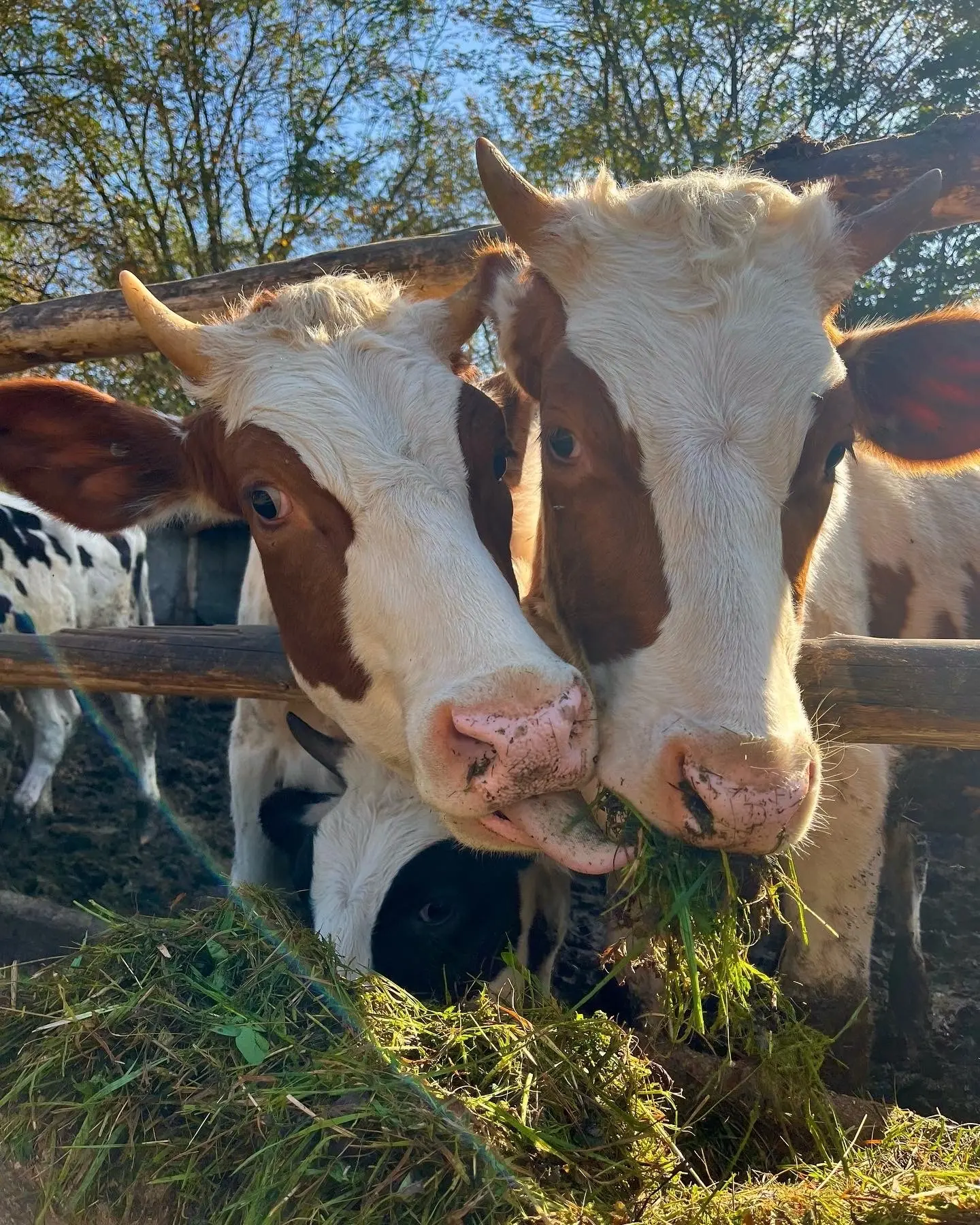🐄В настоящее время на территории области в ФГИС ВетИС компонент «Хорриот» учтено более 100 тысяч го
