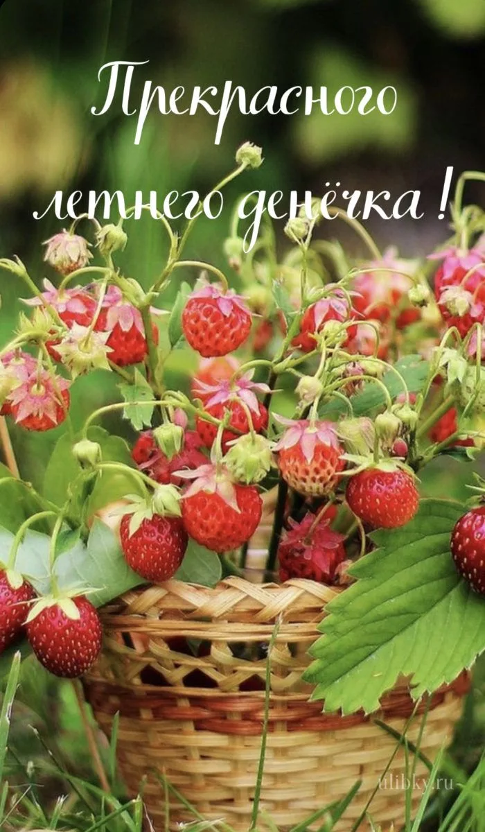Хорошего, доброго, летнего дня!. 🤗