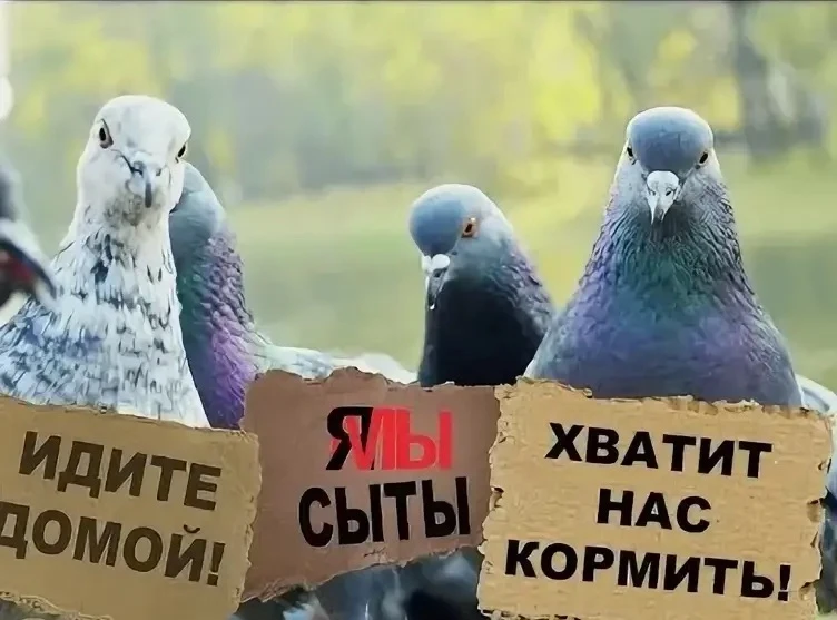 ⛔ Двор — это не ресторан для крылатых гостей!

В каждом доме обязательно найдётся сосед, который с р