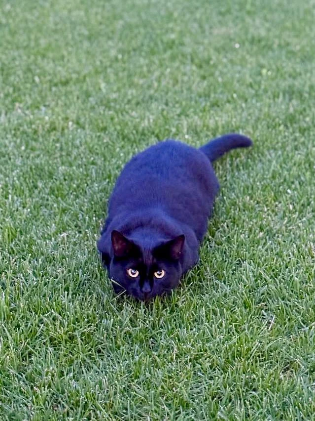 Наш котик год назад 😄

Изменился?