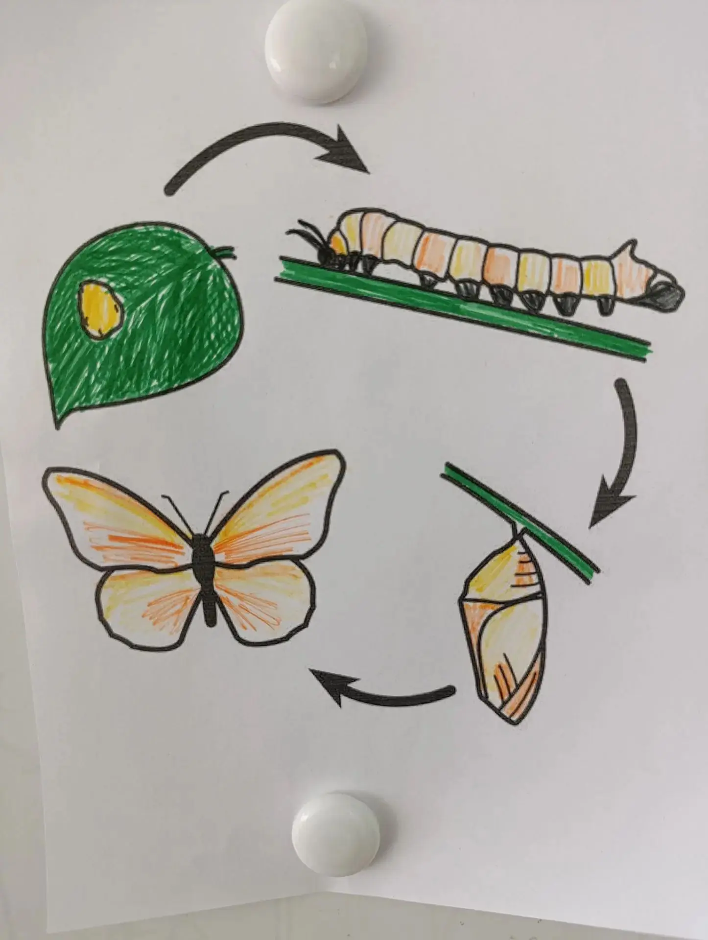 Улыбнитесь вместе с нами! 🌸✏️

Сегодня наши воспитанники стали настоящими натуралистами. Сначала он