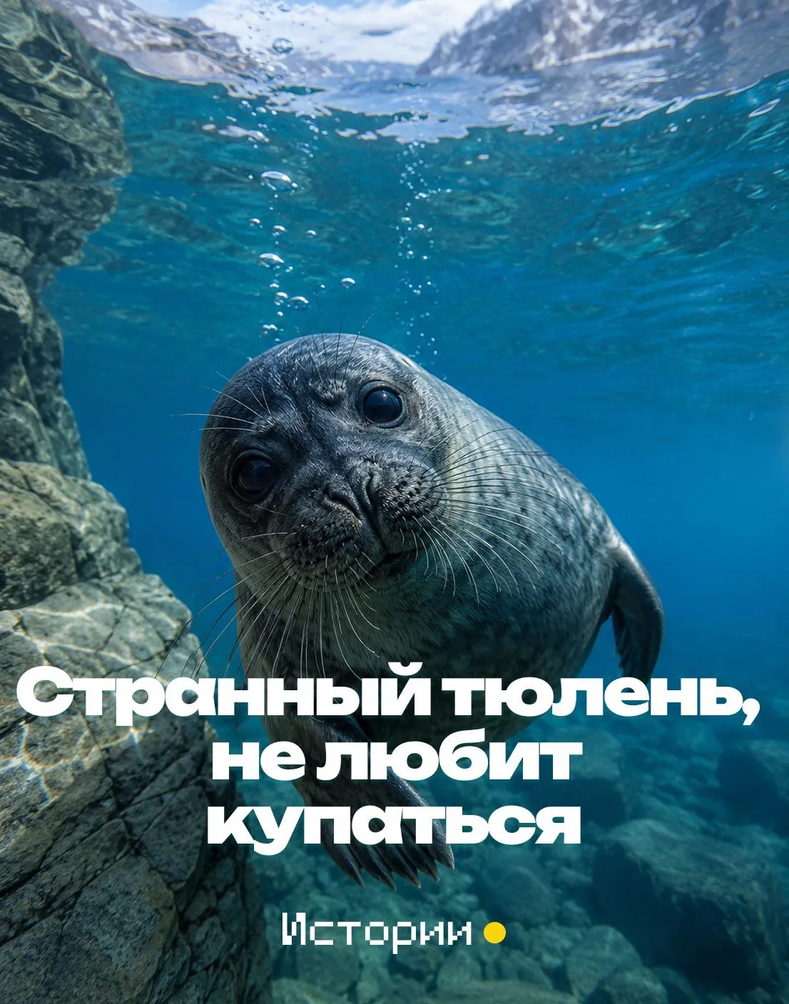 Сотрудники центра спасения байкальской нерпы «Нерпалэнд» в Бурятии уже три месяца выхаживают Сергеев