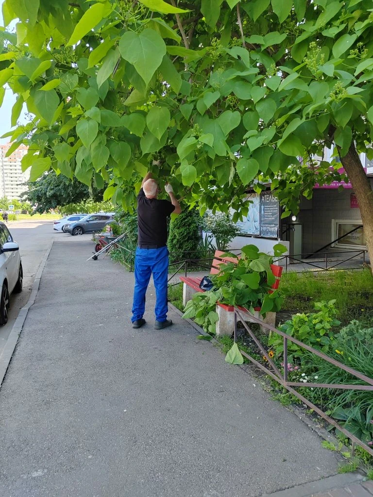 🌿 Благоустройство / озеленение