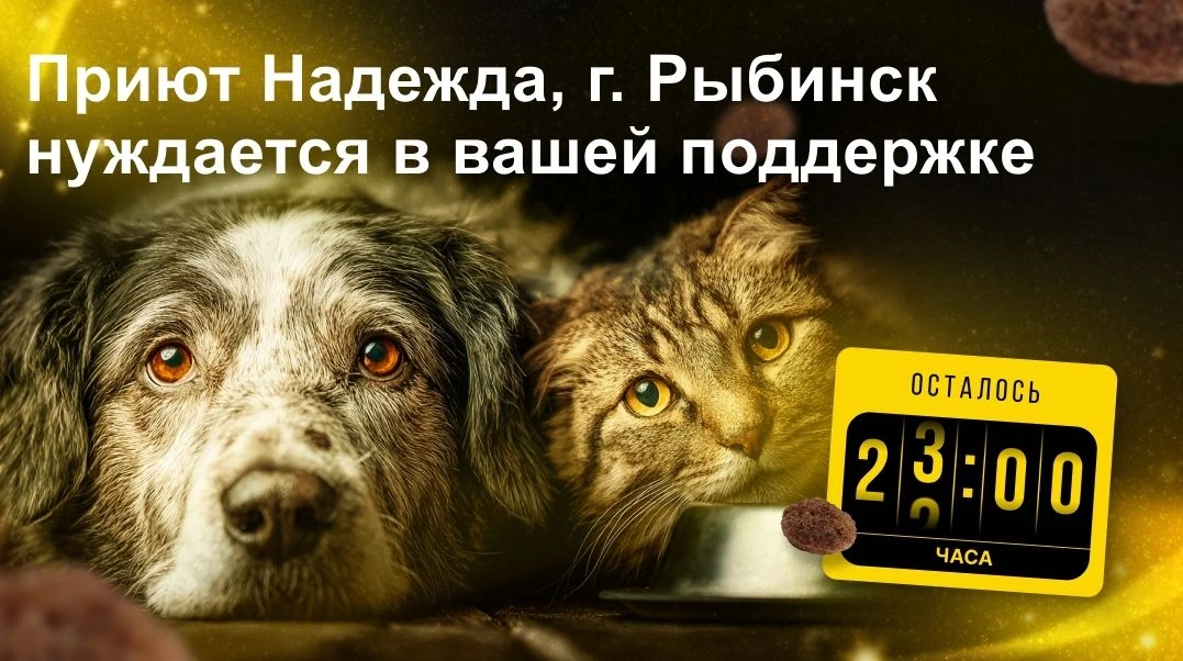 Через 16 часов заканчивается «корзина помощи» для приюта "Надежда" г. Рыбинск. Группа п...