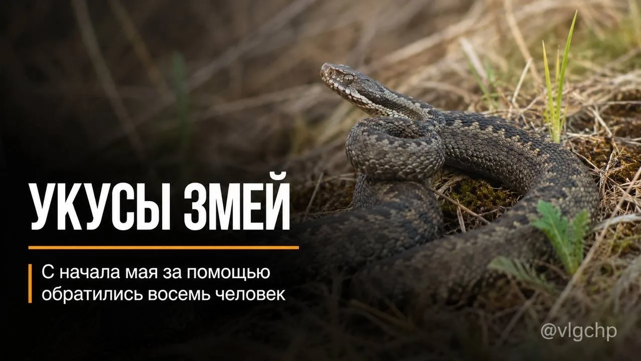 В Волгоградской области восемь человек с начала мая обратились за помощью после укусов ...