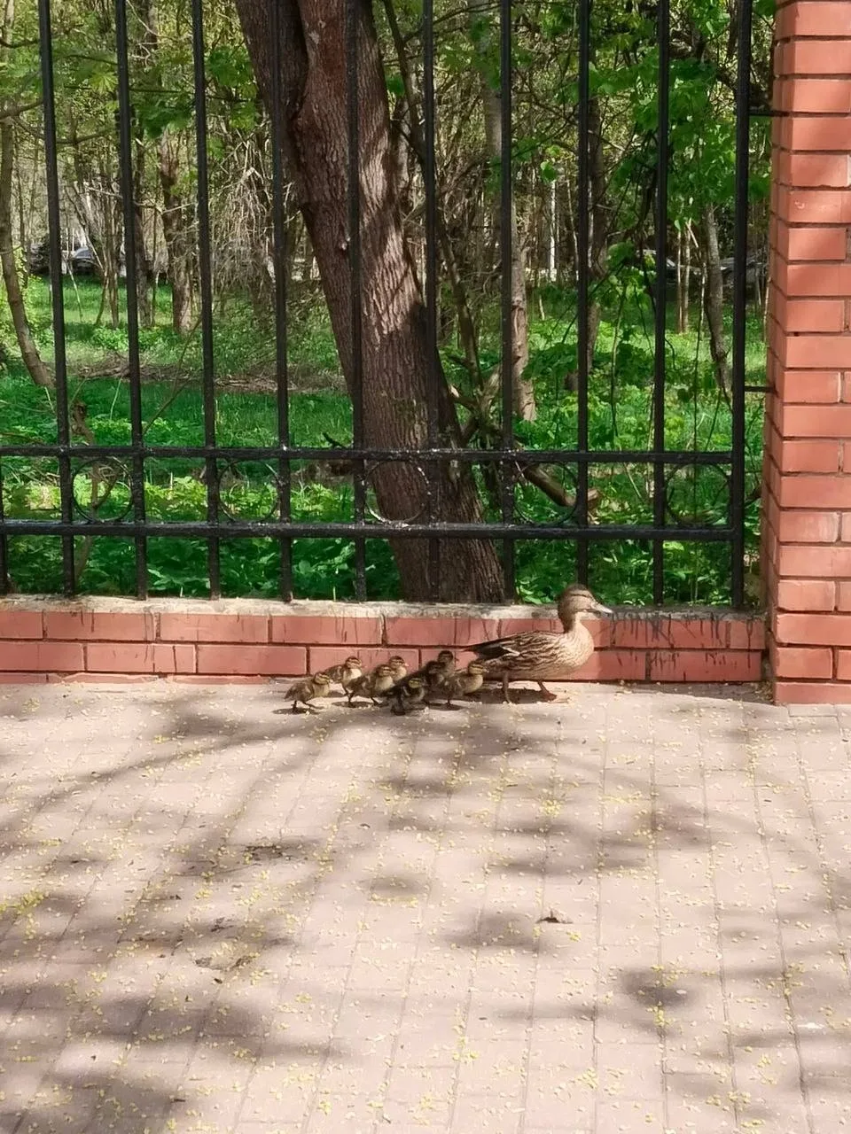 В Зеленограде очевидцы наблюдали картину, как мама-утка повела детей к водоему, но на пути встал неп