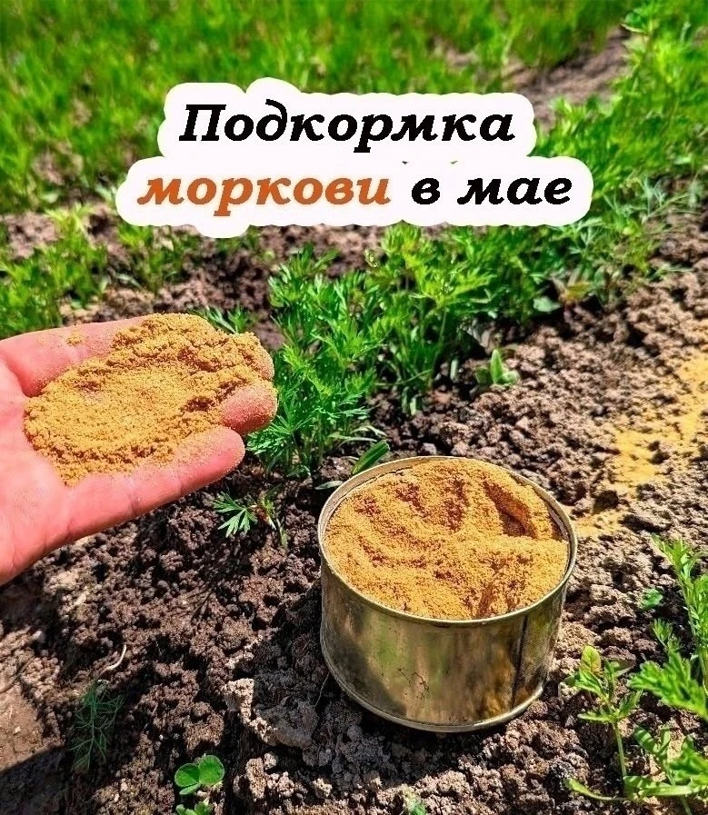 🥕 Для получения большой и сочной моркови без повреждений важно точно знать, какие удобрения применят