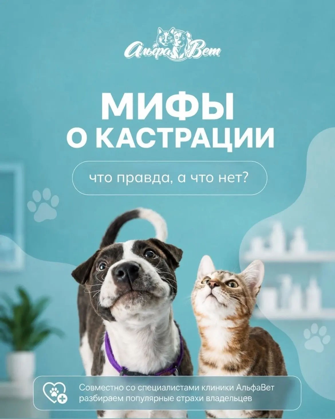 🐾 Кастрация: разбираем популярные мифы