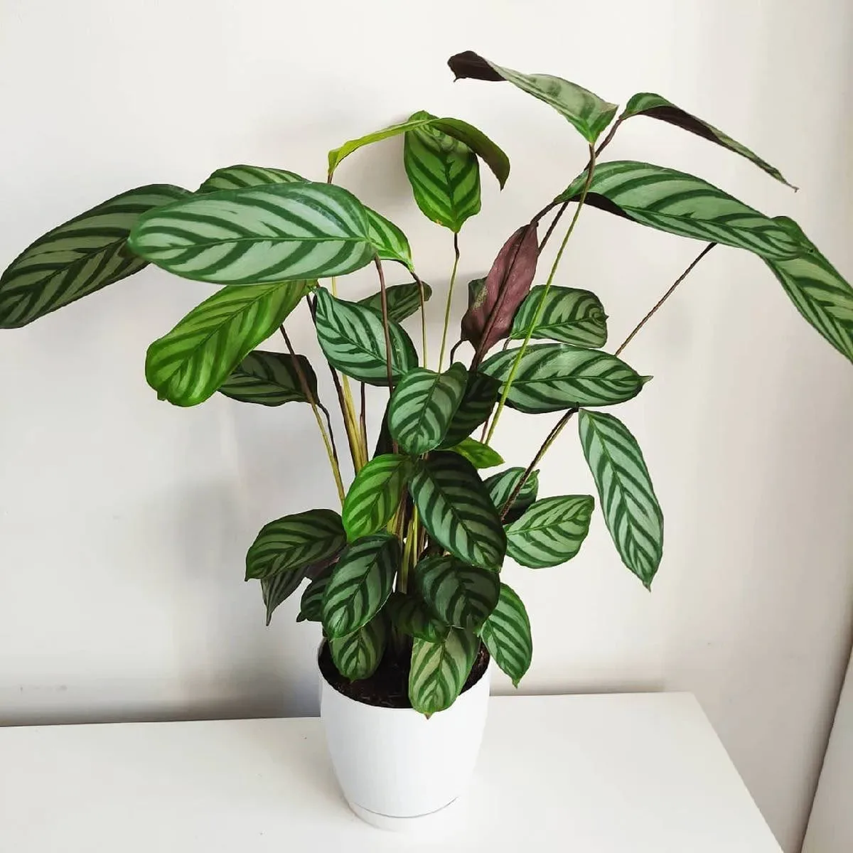 Ктенатна — бразильская красавица 🌿

🌱 Родом из влажных тропиков Южной Америки. Похожа на калатею и