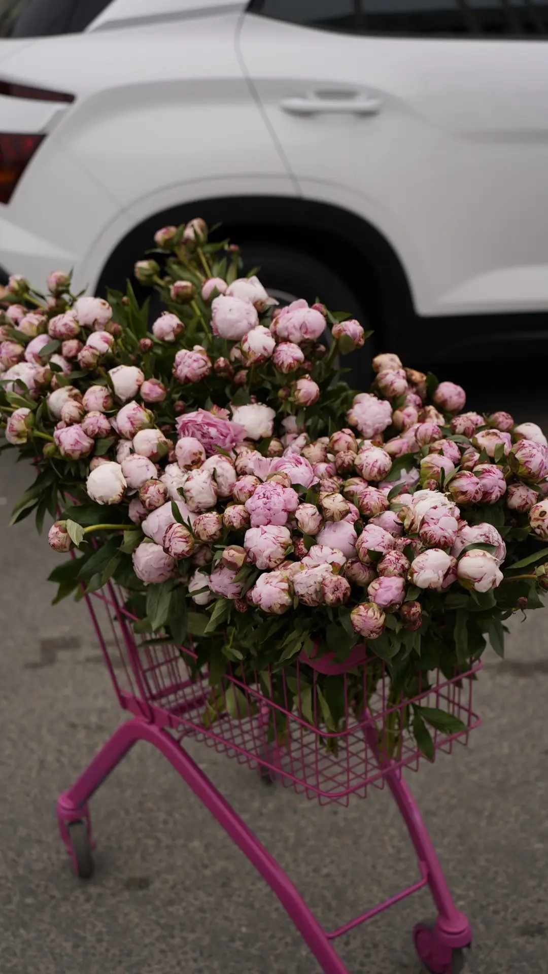 Как думаете, сколько здесь пионов? 🌸👀