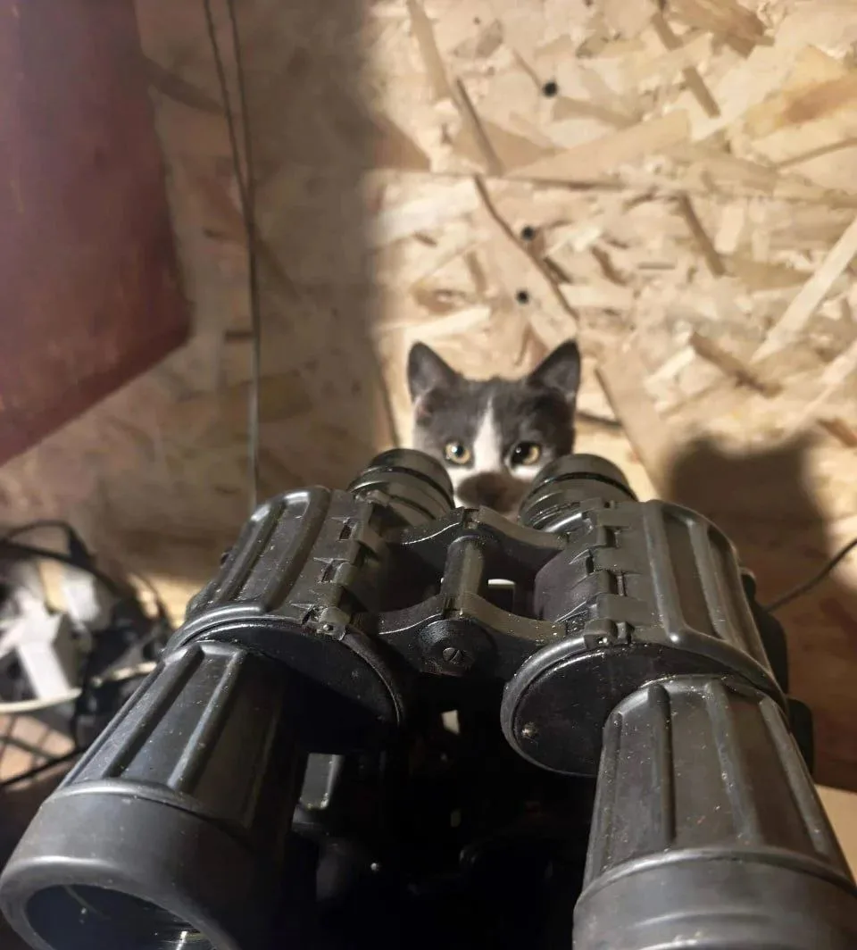 😾 Ночью без меня колбасу не жрать! Я всё вижу..