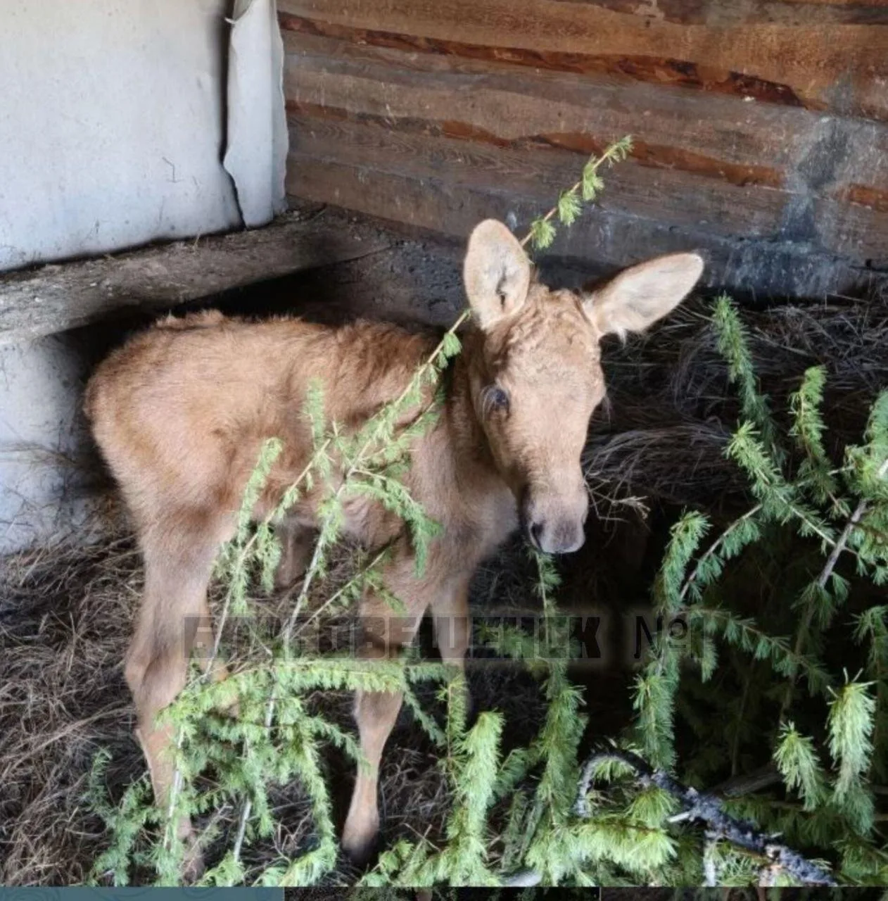 🦌 Благими намерениями…

Амурский дальнобойщик «спас» лосенка, обрекая его на сиротство. Мужчина уви