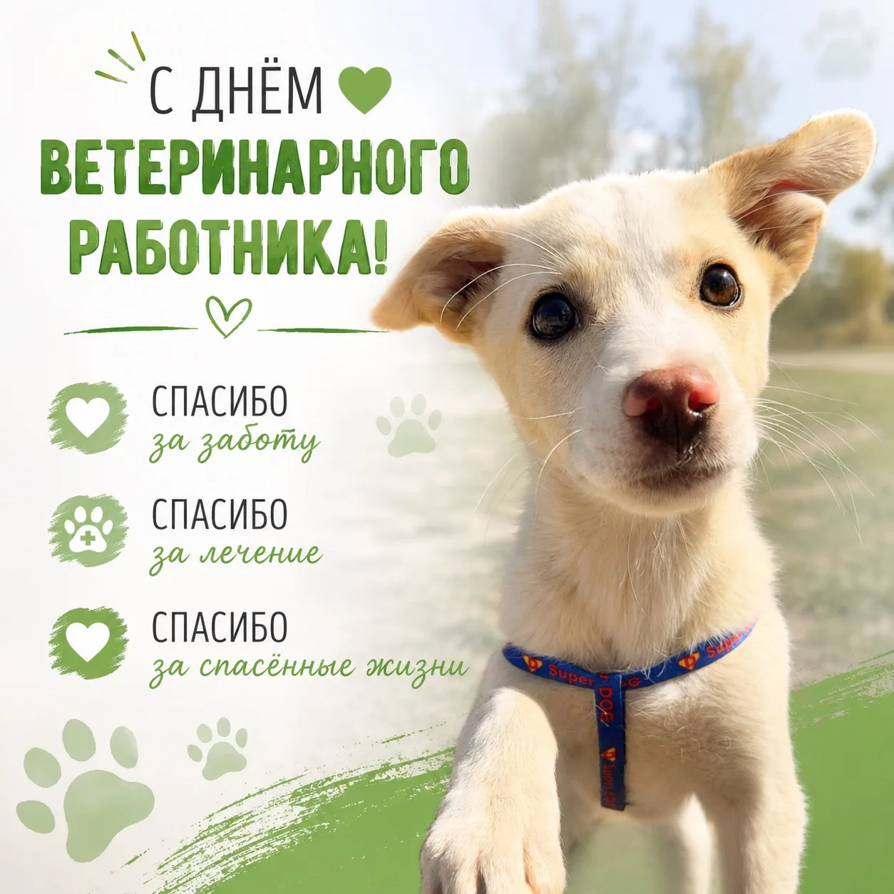 🎉 Сегодня особенный день - День ветеринарного работника!