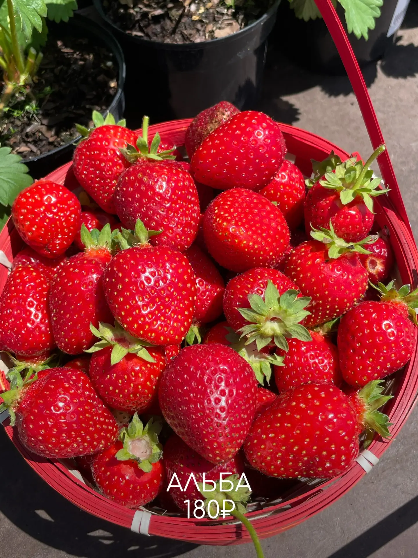 🍎🍏Пока деревья только просыпаются, для садовода начинается самое важное время. Земля ещё держит зимн