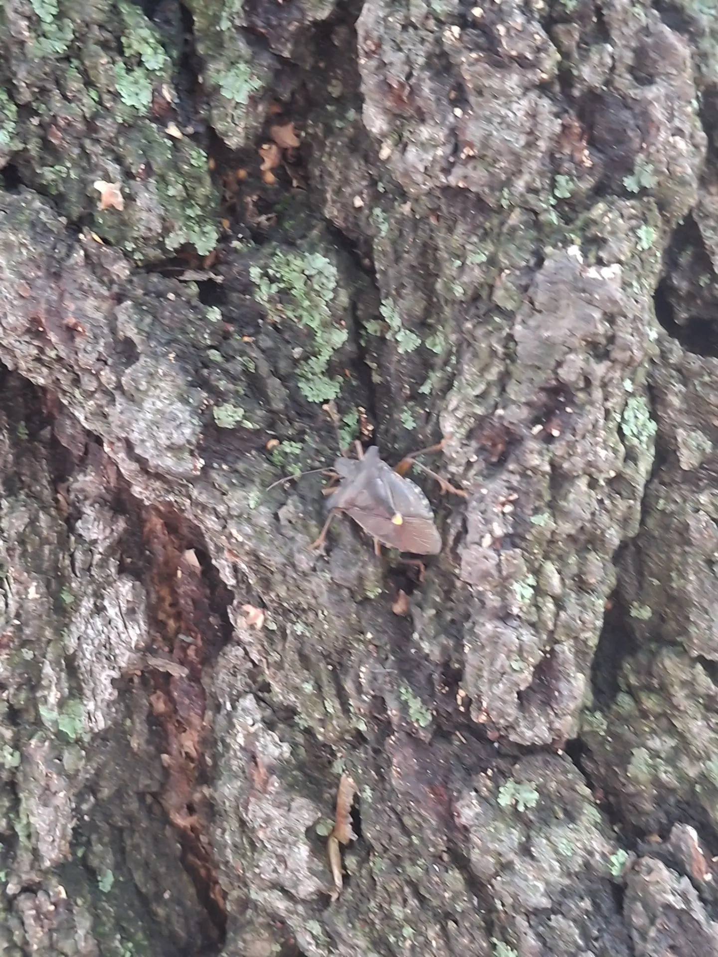 Сегодня нам крупно повезло! Мы наблюдали за двумя красавцами-щитниками — красным и зелё...