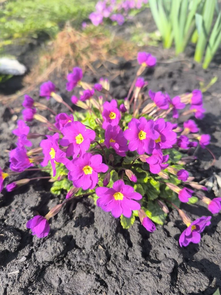 Оставлю тут эти карточки, будет чем апрель вспомнить🌷