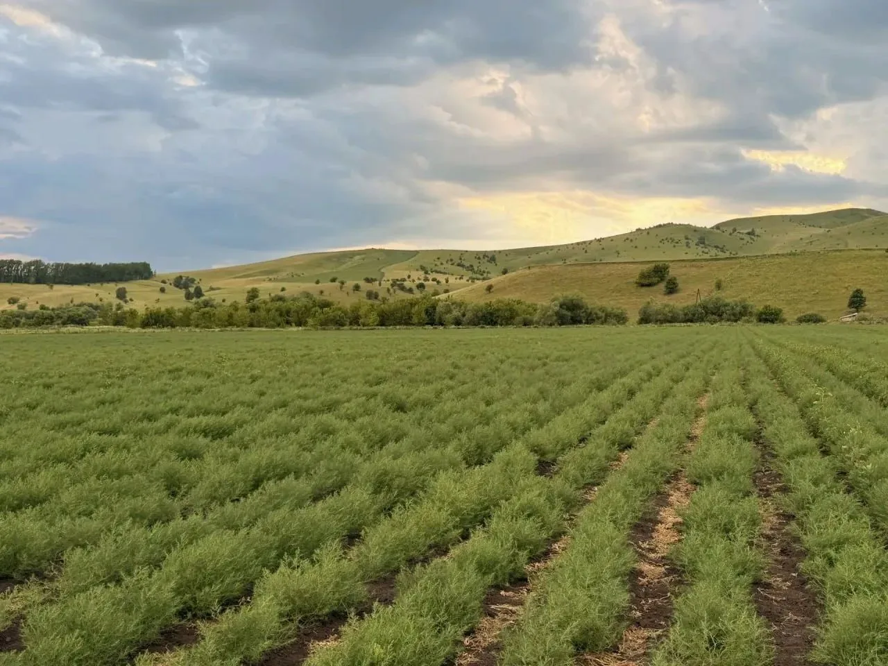 Недавно, в краткой презентации нашей компании, я упомянула, что АРГО не производит прод...