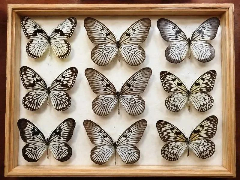🦋 Дарвиновскому музею подарили 20 тысяч бабочек