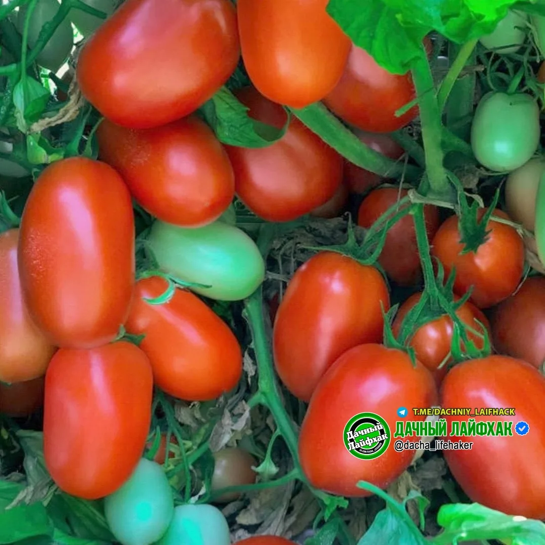 Штамбовые томаты — мечта ленивого (или очень занятого) садовода-огородника🍅