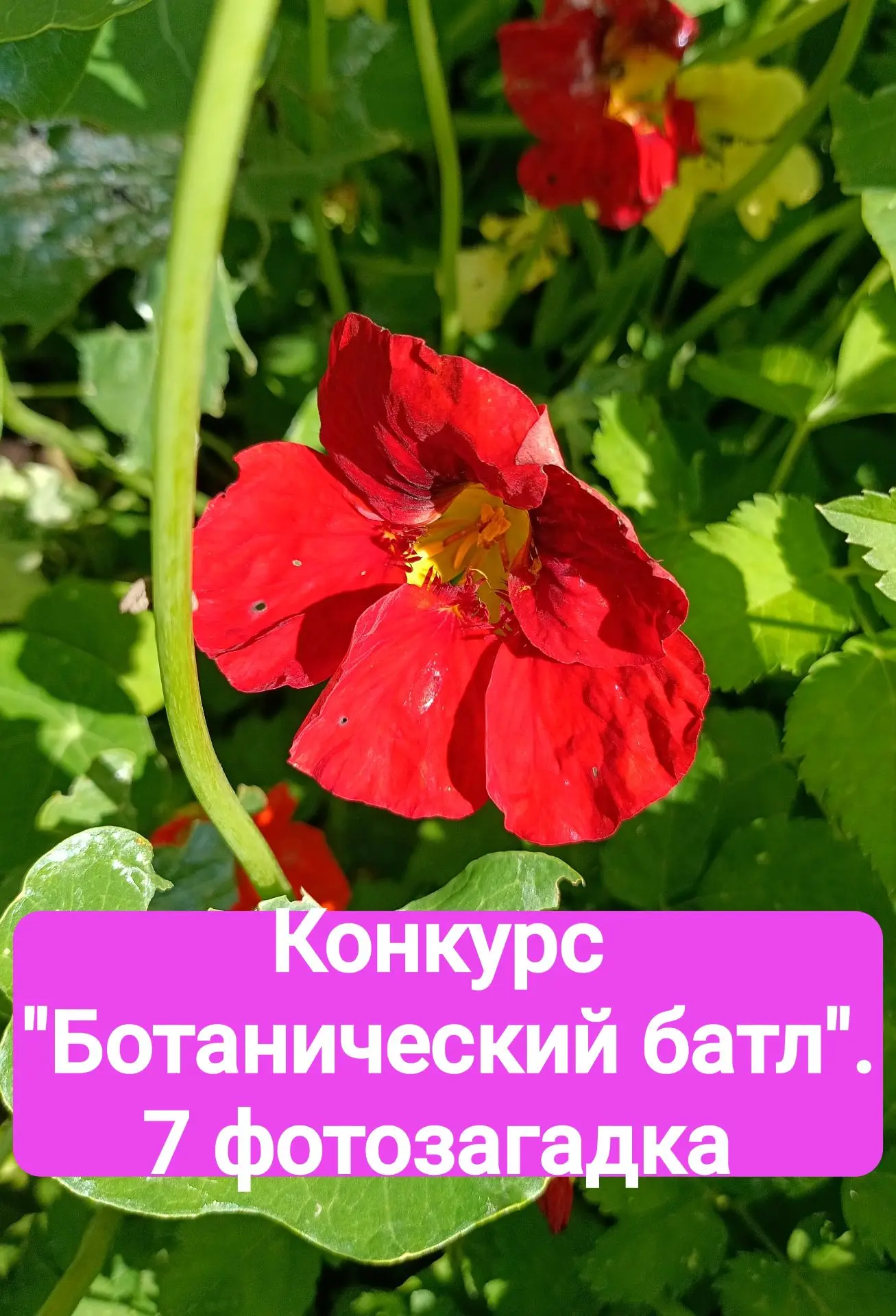 Друзья, мы продолжаем наш конкурс "Ботанический батл"!
 Седьмая фотозагадка уже ждёт игроков https:/