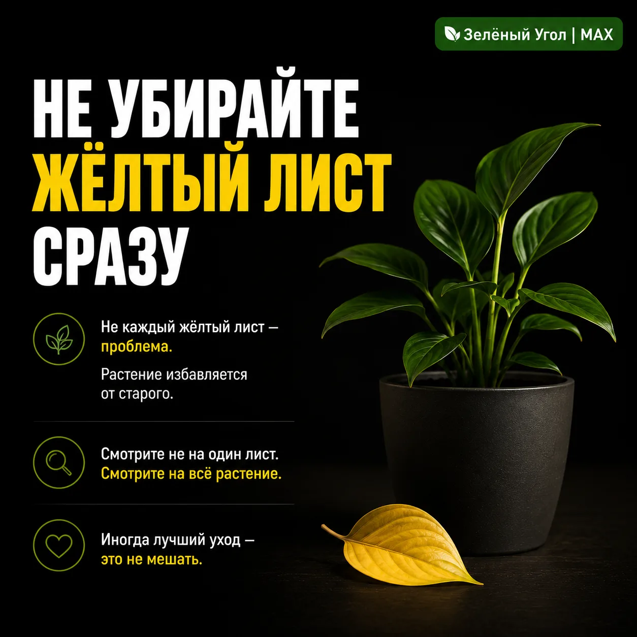 НЕ УБИРАЙТЕ ЖЁЛТЫЙ ЛИСТ СРАЗУ