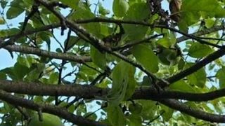 2 волчка на одной ветки яблони: как с ними разобраться в сентябре