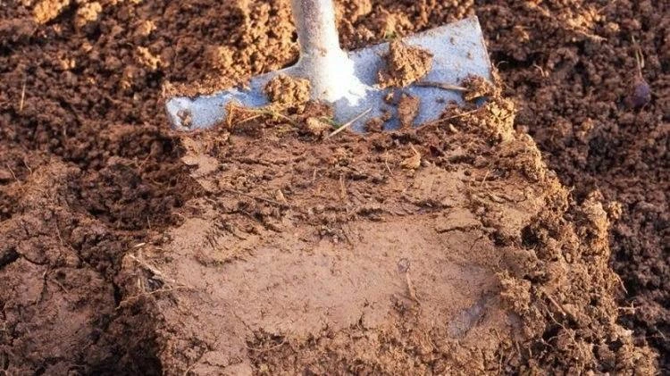 Что делать с глинистыми и тяжелосуглинистыми почвами?