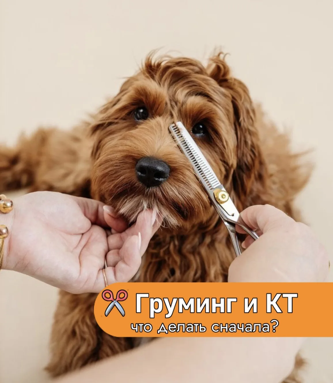✂️ Груминг и КТ: что делать сначала? 🐾