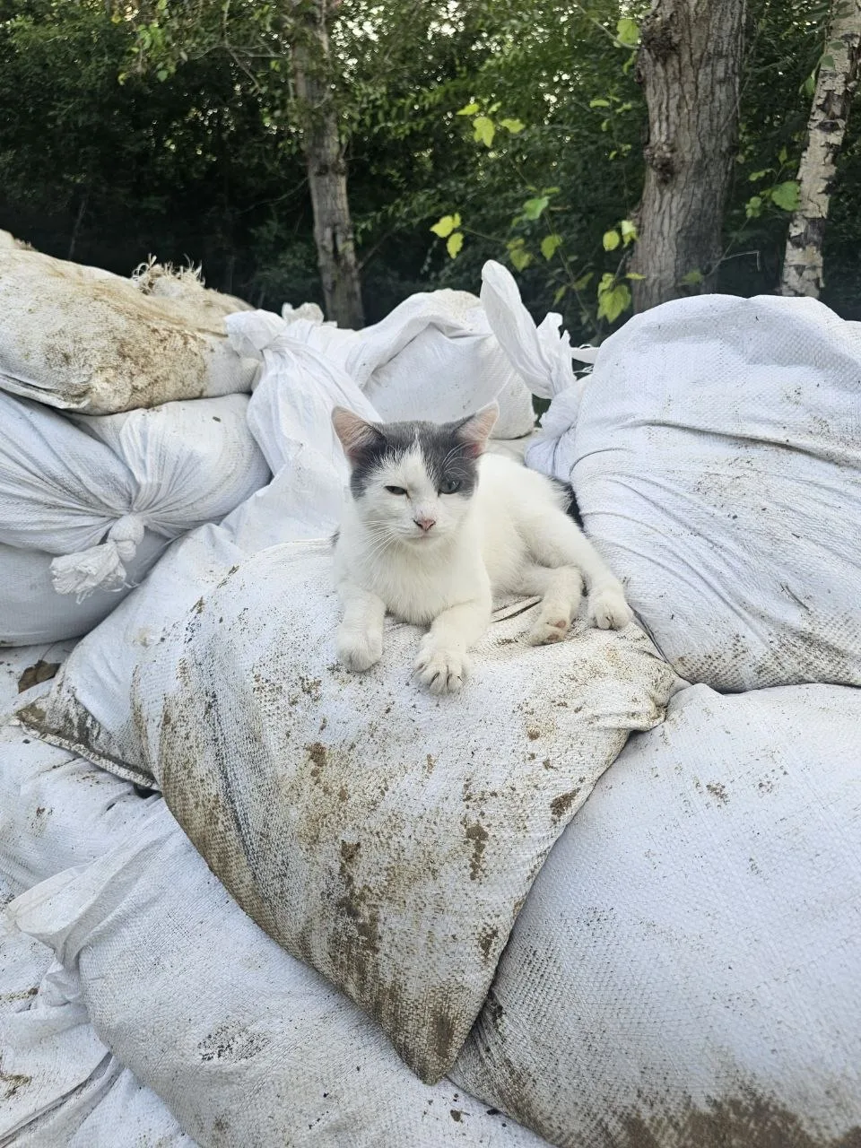 Даже котики помогают укреплять дамбу на Береговой🤗❤️