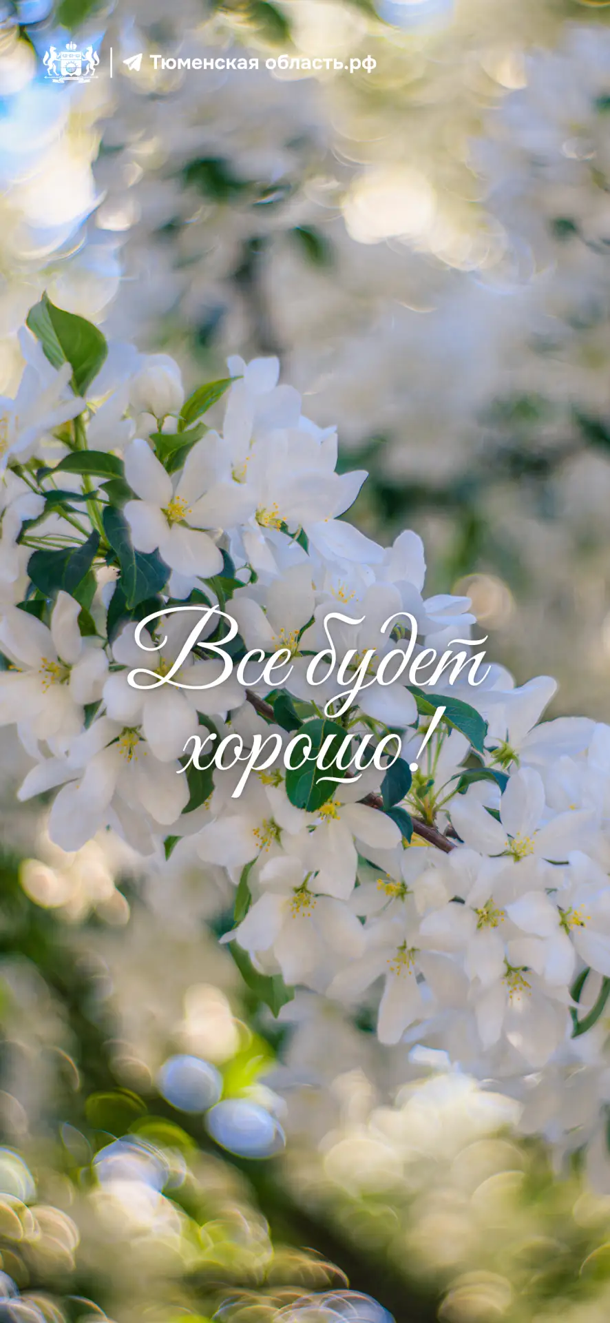 🌸 Весна теперь всегда с вами! Даже на экране телефона  Цветение деревьев и кустарников в Тюмени — не