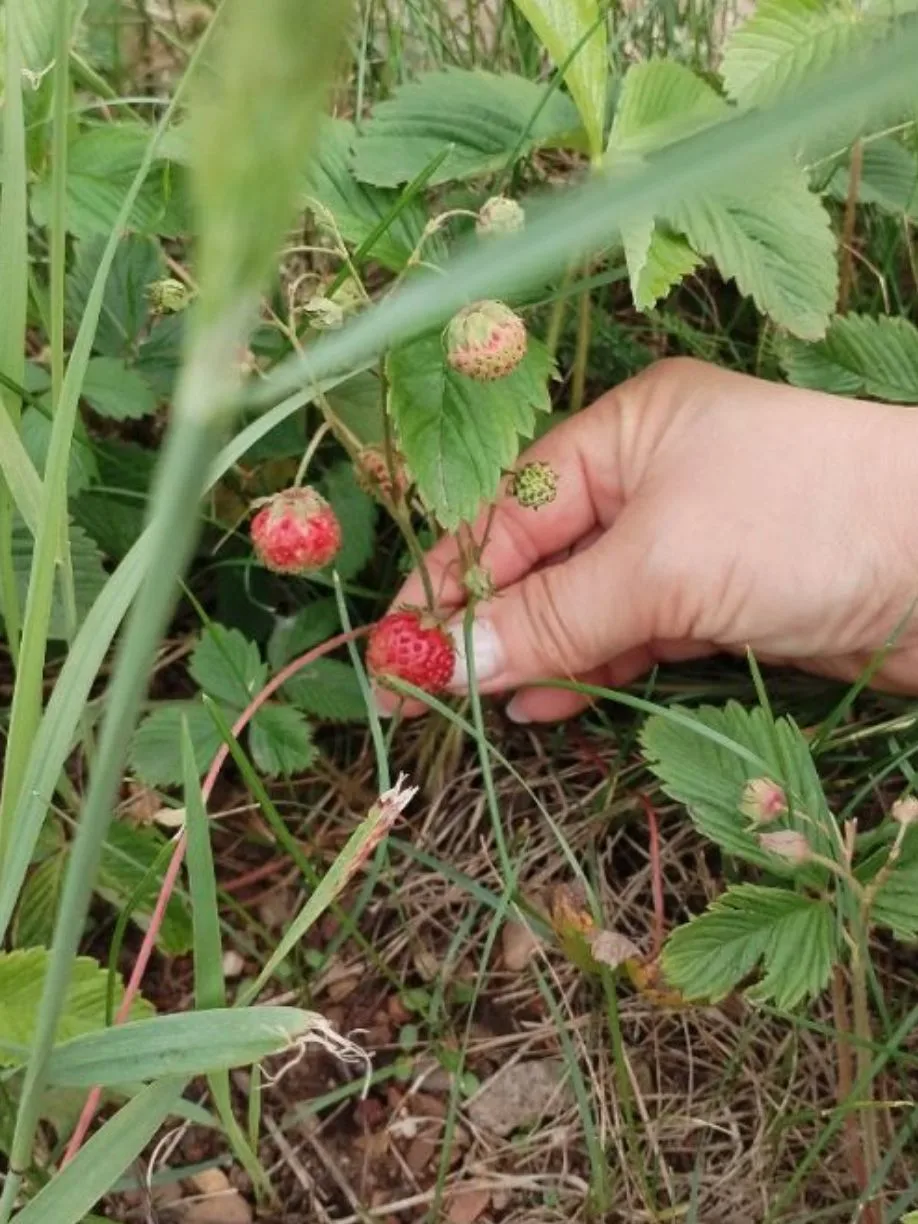 Йәйҙең 13- сө көнө😊🍓