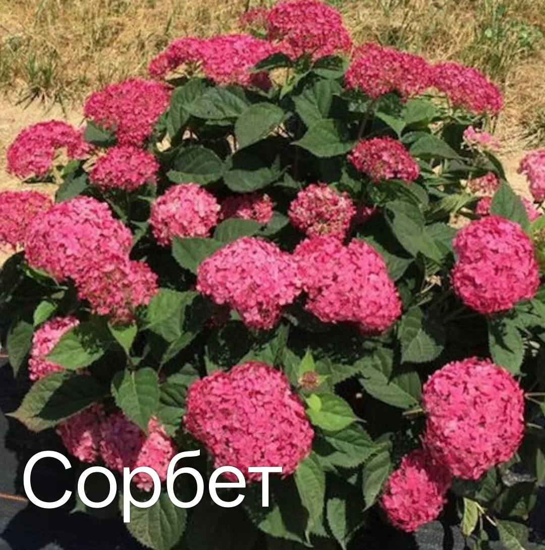 🌸 Гортензия древовидная Сорбет🌸