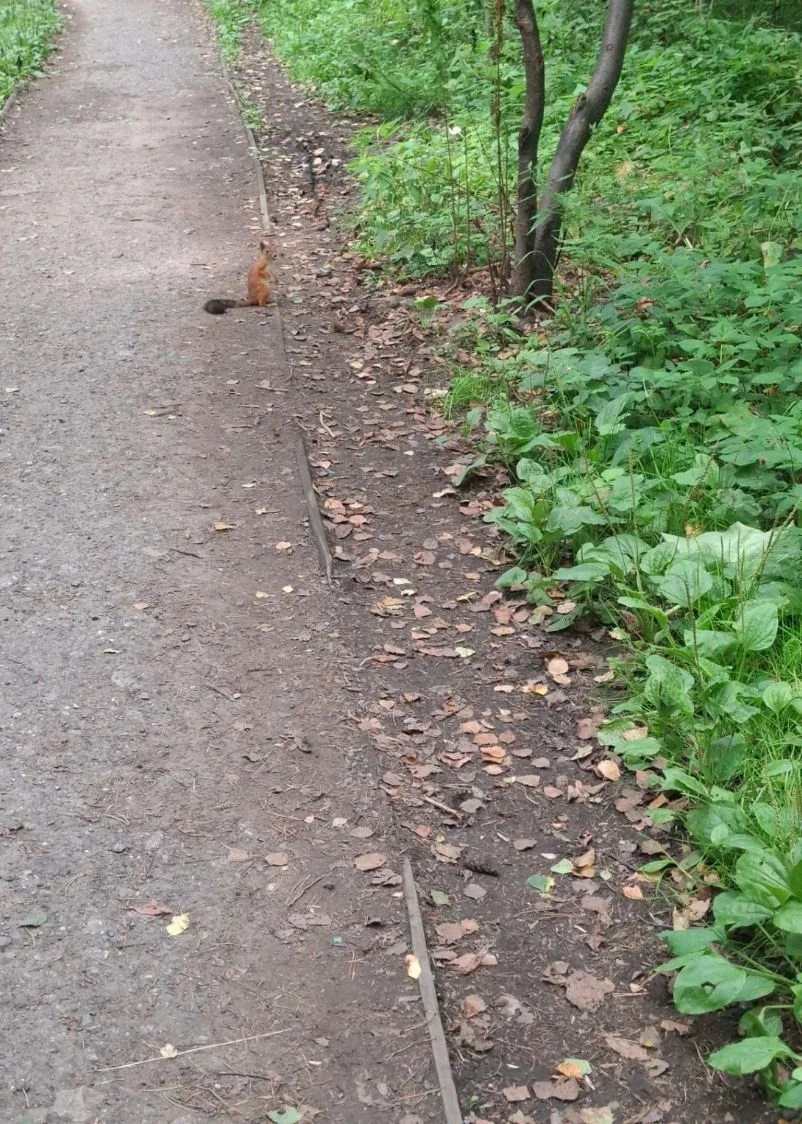 🌿 Третий день каникул в «Светлом лесу» 🌿