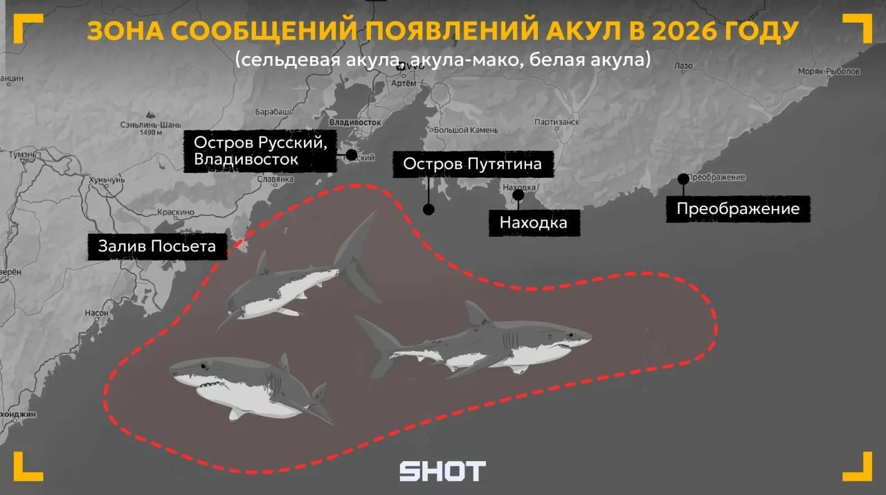 🦈 Опасных белых акул стали часто  замечать неподалёку от городов Приморья из-за глобал...