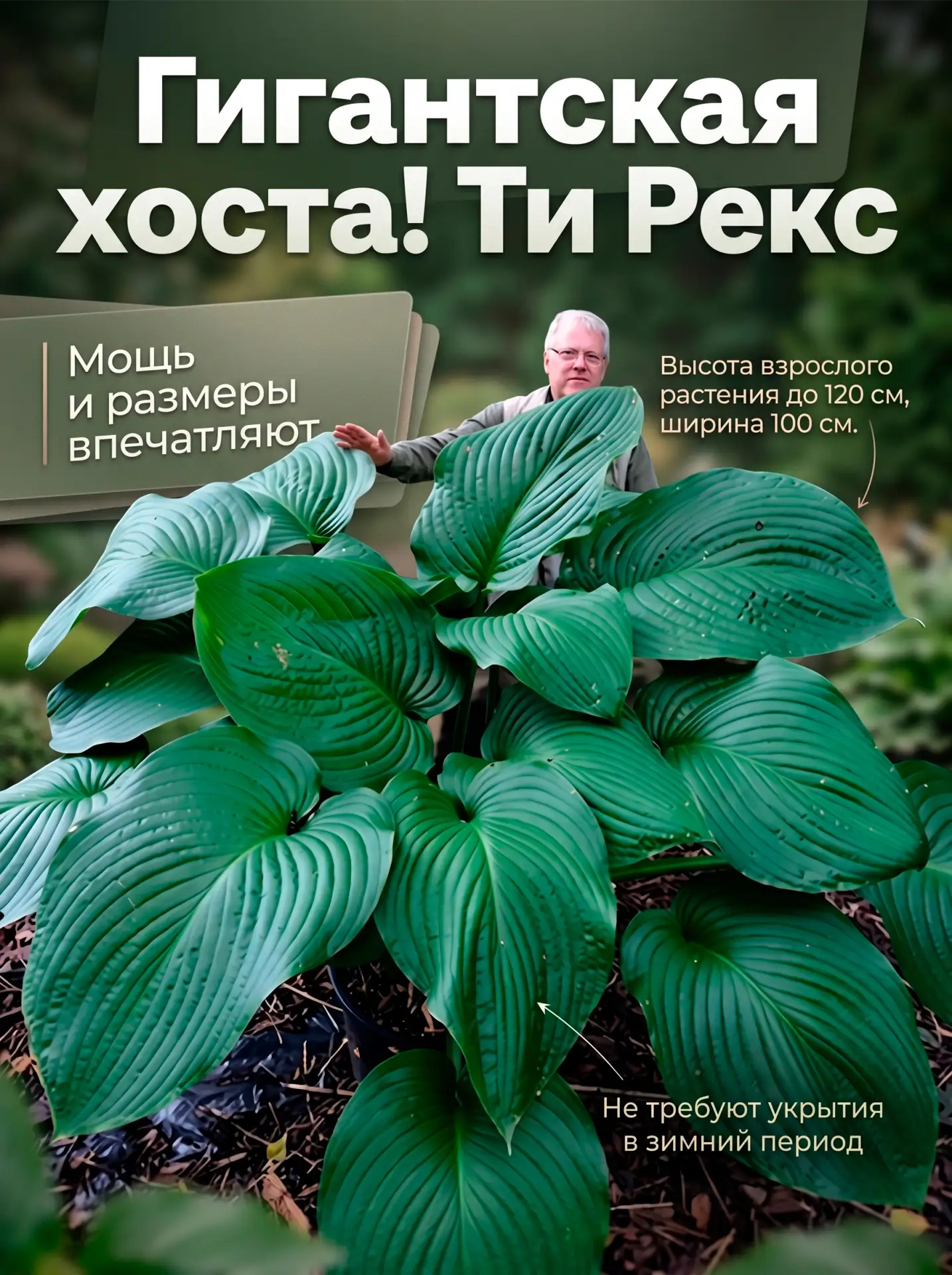 Гигантская хоста! Хоста гибридная Ти Рекс - в переводе с английского означает тираннозавр.