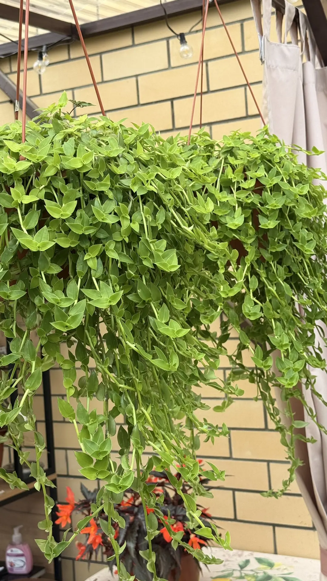 🌿 Моя любимица — каллизия лонгифолия.