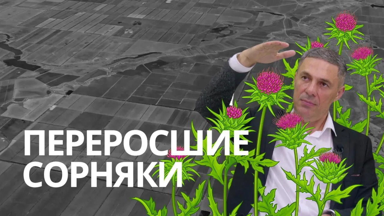 📹 Гербициды на пшенице в поздние фазы. Чем работать без потерь урожая