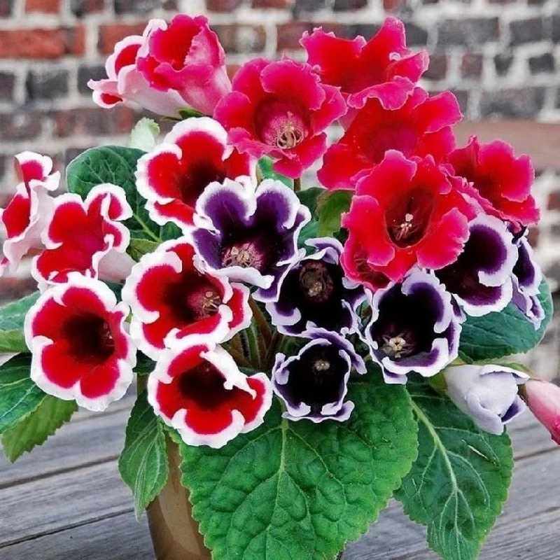 Глоксиния (синнингия красивая) 🌸