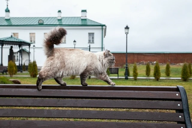 🐈Монастырские котики 
 ⠀
До XVIII века кошка на Руси была дорогим и редким животным, а ее стоимость