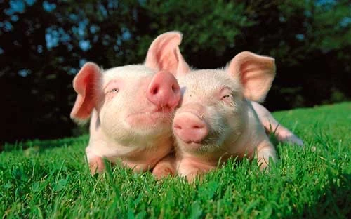 🐷Здоровье свиней: распространённые инфекции и их профилактика